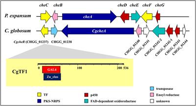 A Putative C2H2 Transcription Factor CgTF6, Controlled by CgTF1, Negatively Regulates Chaetoglobosin A Biosynthesis in Chaetomium globosum